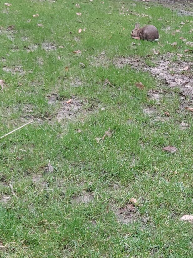 Beispiel-Foto zum Thema Osterhasen-GO in der Stadt. Auf einer Grasfläche knabbert ein Kaninchen an etwas.