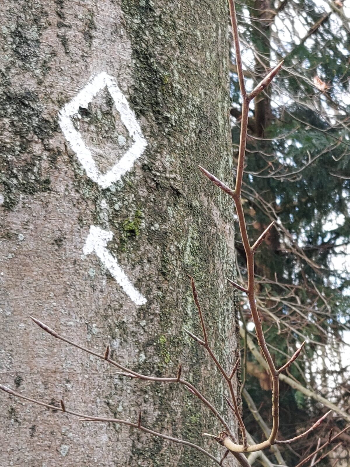 Beispiel-Foto zum Thema #Rahmen-Content. Auf einem Baum ist ein kleiner Rahmen aus weissen Linien aufgezeichnet. Und ein Pfeil, der die Richtung des Wanderweges angibt.